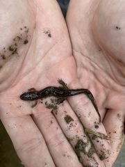 Desmognathus fuscus