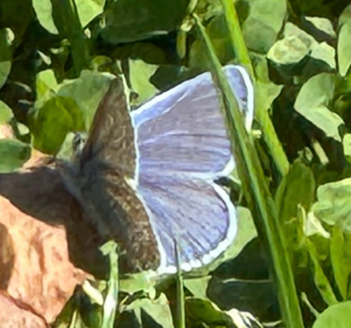 Common Blue