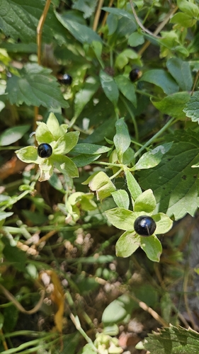 Silene baccifera, photograph 5