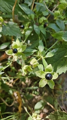 Silene baccifera, photograph author not stated, no rights reserved