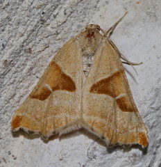 Plataea blanchardaria