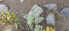 Hedysarum alpinum