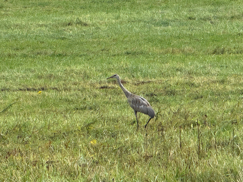 Sandhill Crane