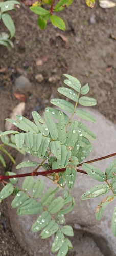 Hedysarum alpinum, photograph 2