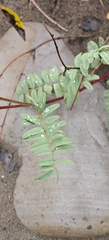 Hedysarum alpinum, photograph author not stated, no rights reserved