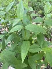 Eupatorium godfreyanum