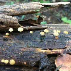 Marasmius alveolaris