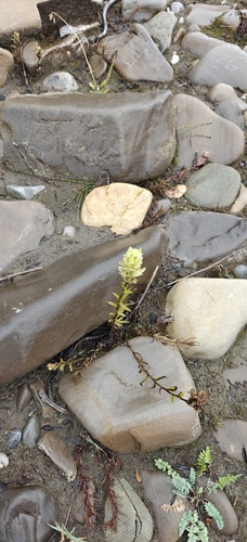 Castilleja septentrionalis