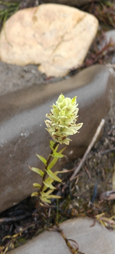 Castilleja septentrionalis, photograph 2