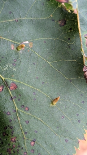 Red Nail Gall Mite