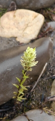 author not stated, no rights reserved Castilleja septentrionalis, photograph author not stated, no rights reserved