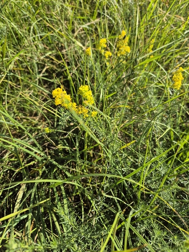 Lady's Bedstraw