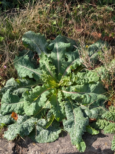Lactuca virosa, photograph 4