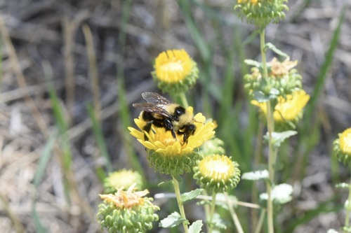Red-belted Bumble Bee