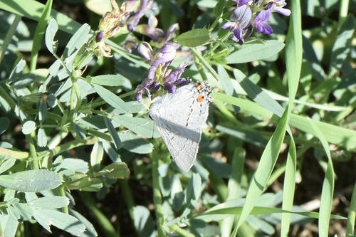 Gray Hairstreak