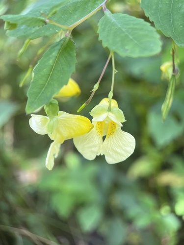 pale jewelweed