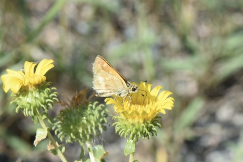 Woodland Skipper
