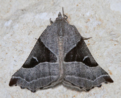 Plataea blanchardaria