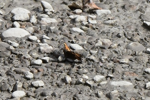 California Tortoiseshell