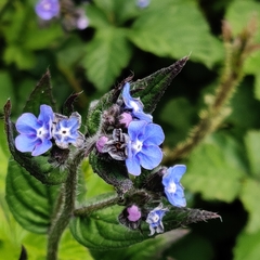 Pentaglottis sempervirens