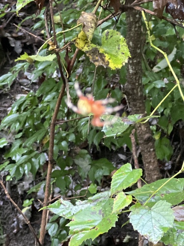 Marbled Orbweaver