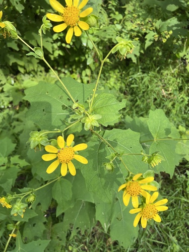 bear's foot