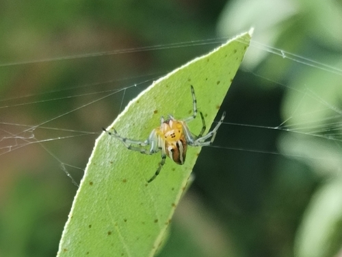 Alpaida rubellula