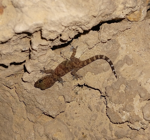 Mediterranean House Gecko