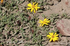 Notopappus prunelloides