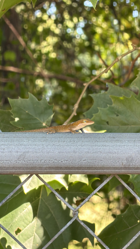 Green Anole