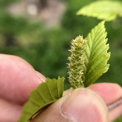 Betula nigra