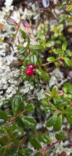 Lingonberry