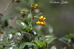 Berberis jobii
