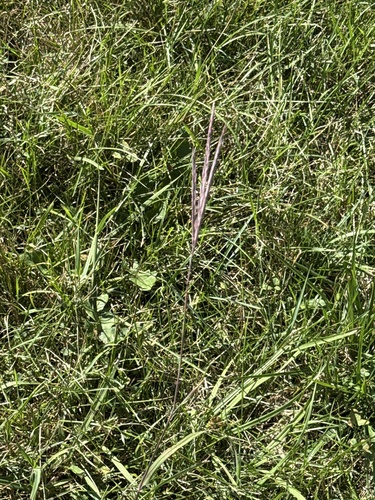 big bluestem