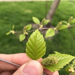 Betula nigra