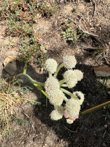 iNaturalist observation photo of ranger buttons