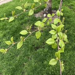 Betula nigra
