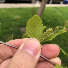 Betula nigra