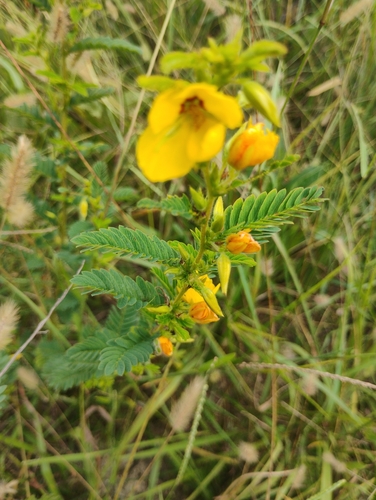 partridge pea