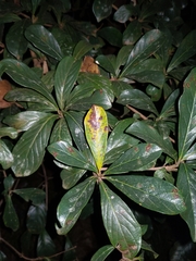 Magnoliopsida