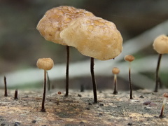 Marasmius alveolaris