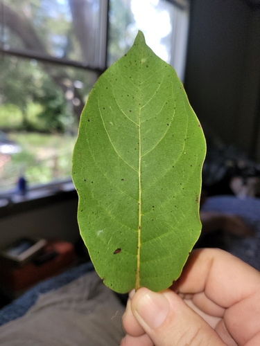 American persimmon