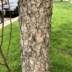 Betula nigra
