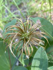 Clematis ochroleuca