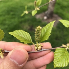 Betula nigra