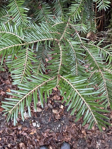 Abies alba