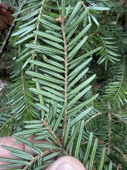Abies alba, photograph (c) Thomas Ebner, some rights reserved (CC BY)