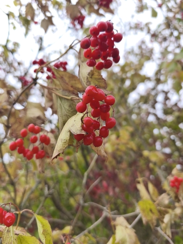 guelder-rose