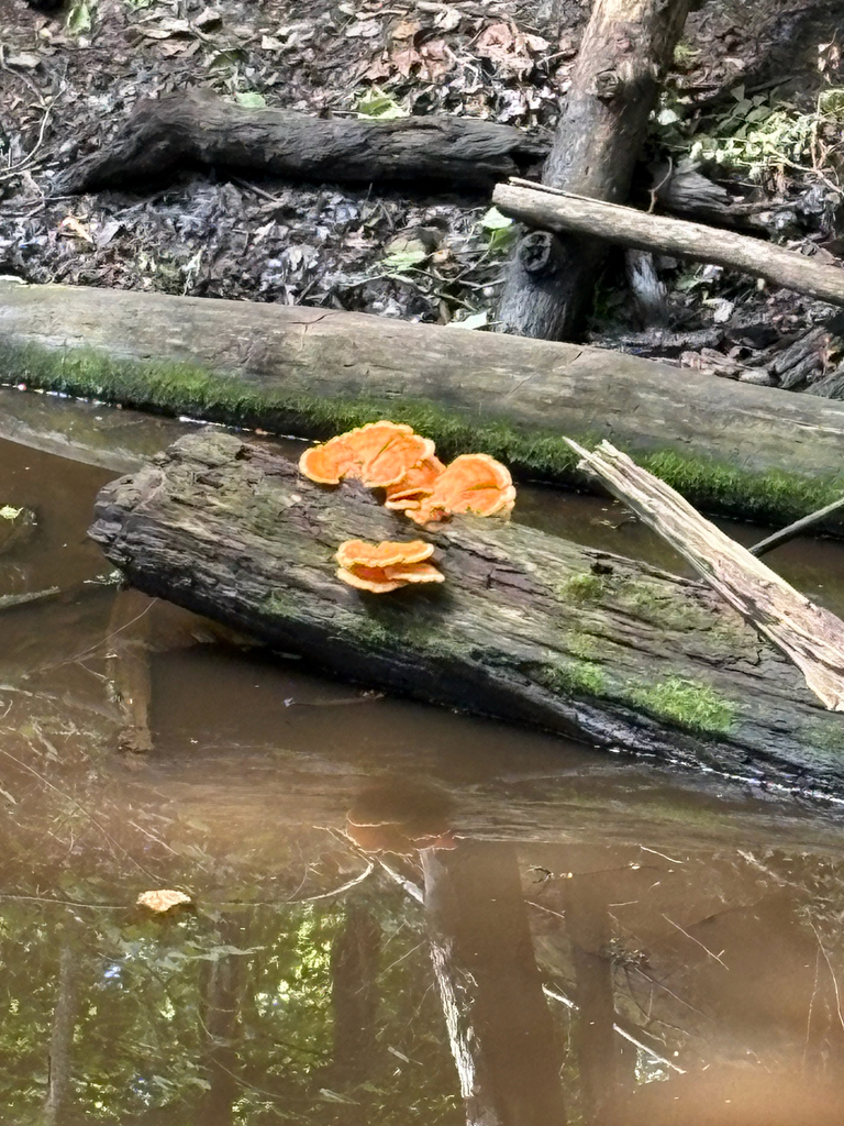 chicken of the woods · September 2026 · photo: Photo: (c) Rachel, some rights reserved (CC BY) · iNaturalist
