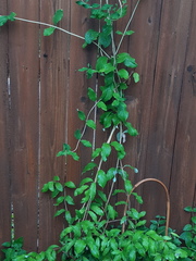 Lonicera sempervirens